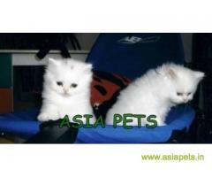 Persian kitten  for sale in Ghaziabad at best price