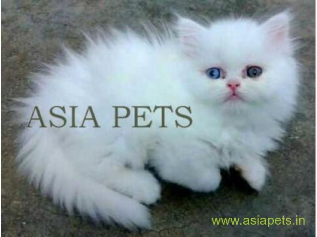 Persian kitten  for sale in Ranchi at best price