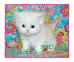 Persian kitten  for sale in Jodhpur at best price