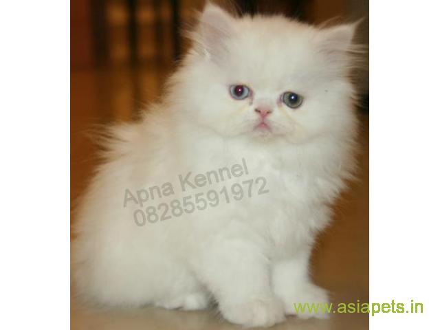 Persian kitten for sale in Kanpur at best price