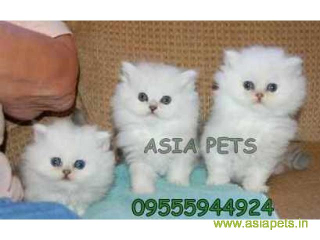Persian kitten  for sale in Mysore at best price