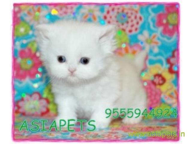 Persian kitten  for sale in Nashik at best price