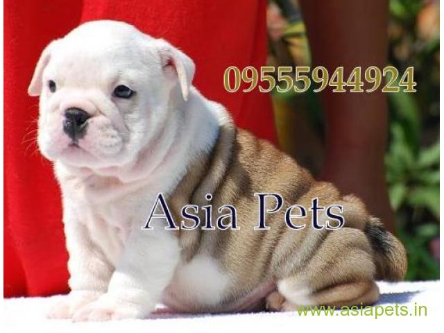 Bulldog for sale in Ahmedabad at best price