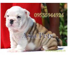 Bulldog for sale in Faridabad at best price