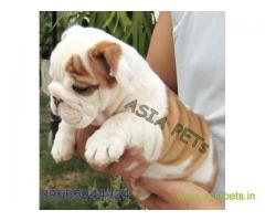 Bulldog for sale in Mumbai at best price