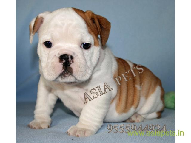 Bulldog for sale in surat at best price