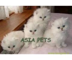 Persian cats  for sale in Bhopal Best Price