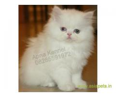 Persian cats  for sale in Chennai Best Price