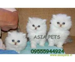 Persian cats  for sale in Delhi Best Price