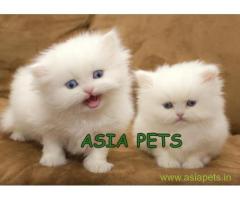 Persian cats  for sale in Ghaziabad Best Price