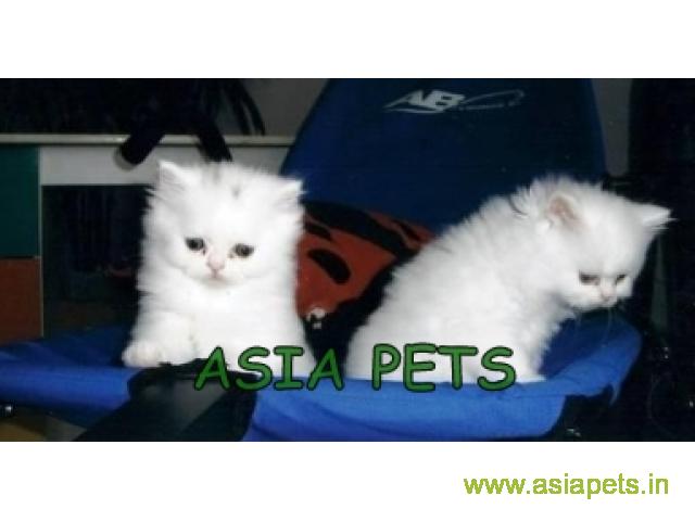 Persian cats  for sale in Ranchi Best Price