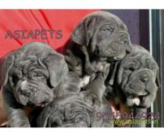 Nepolitan Mastiff puppies for sale in Dehradun at best price