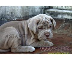Nepolitan Mastiff puppies for sale in vedodara at best price