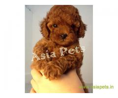 poodle puppies for sale in Bhopal at best price