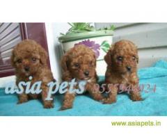 poodle puppies for sale in Chandigarh at best price
