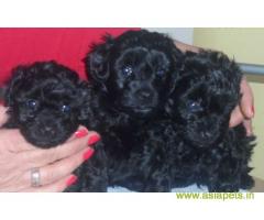 poodle puppies for sale in Guwahati at best price