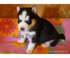 Siberian husky puppy for sale in Ahmedabad at best price