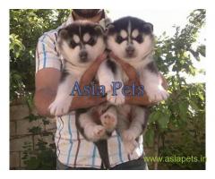 Siberian husky puppy for sale in Bangalore at best price