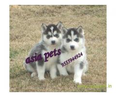 Siberian husky puppy for sale in Bhopal at best price