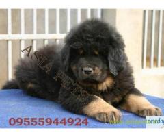 Tibetan Mastiff for sale in Chandigarh Best Price