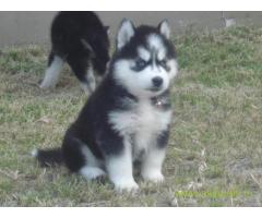 Siberian husky puppy for sale in Guwahati at best price
