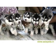 Siberian husky puppy for sale in Hyderabad at best price