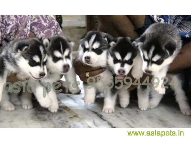Siberian husky puppy for sale in Kanpur at best price
