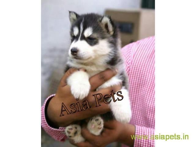Siberian husky puppy for sale in Lucknow at best price