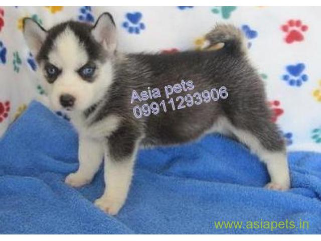 Siberian husky puppy for sale in Nashik at best price