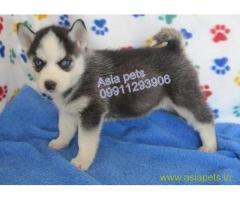 Siberian husky puppy for sale in Nashik at best price