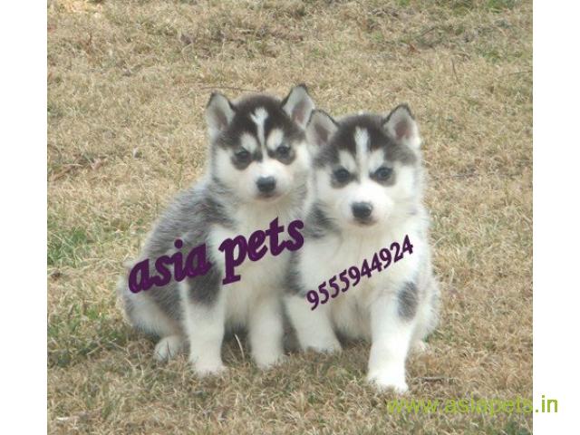 Siberian husky puppy for sale in Mysore at best price