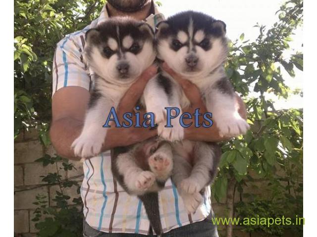 Siberian husky puppy for sale in rajkot best price