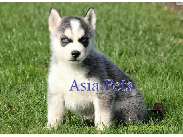 Siberian husky puppy for sale in  vizag at best price