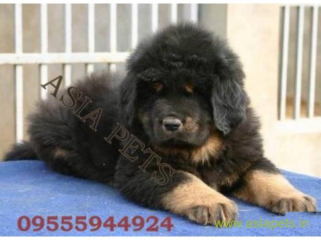 Tibetan Mastiff for sale in Ghaziabad Best Price