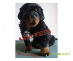 Tibetan Mastiff for sale in Jodhpur Best Price
