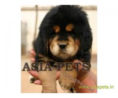 Tibetan Mastiff for sale in Nagpur Best Price