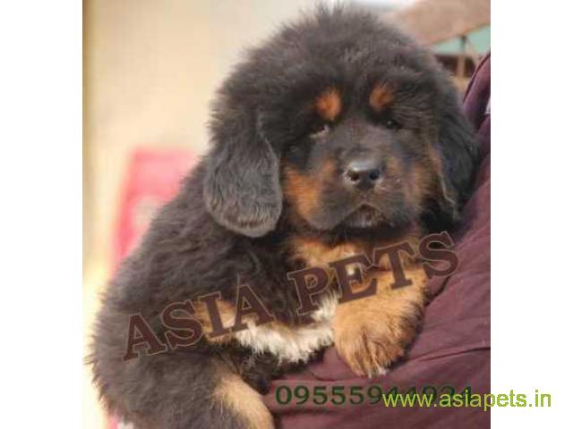 Tibetan Mastiff for sale in Nashik Best Price