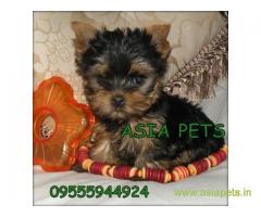 Yorkshire terrier puppy  for sale in Bangalore Best Price