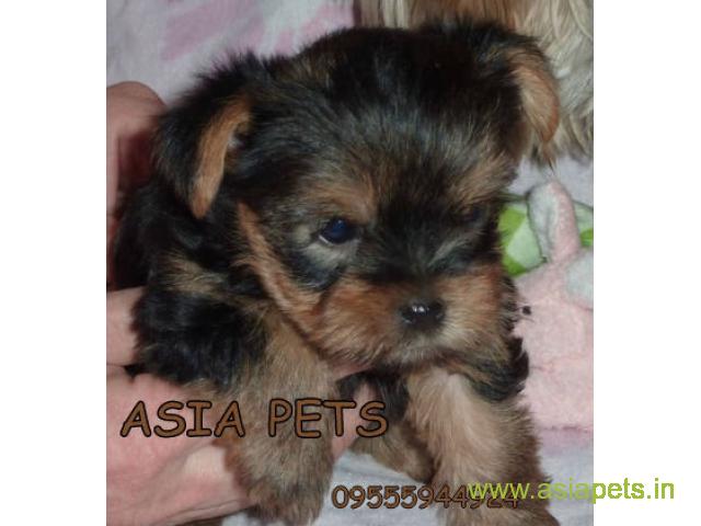 Yorkshire terrier puppy  for sale in Chennai Best Price