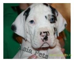 Harlequin great dane puppy for sale in Ahmedabad low price