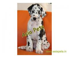 Harlequin great dane puppy for sale in Chandigarh at best price