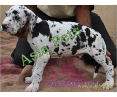 Harlequin great dane puppy for sale in Delhi at best price