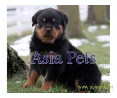 Rottweiler puppy  for sale in Faridabad Best Price