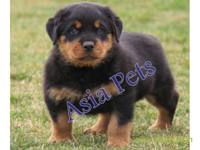 Rottweiler puppy  for sale in Gurgaon Best Price