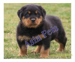 Rottweiler puppy  for sale in Ghaziabad Best Price