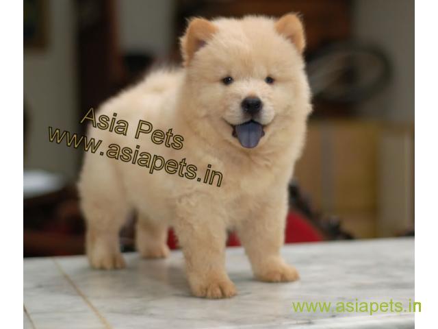 chow chow  puppy for sale in Bangalore at best price