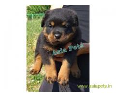 Rottweiler puppy  for sale in Kolkata Best Price