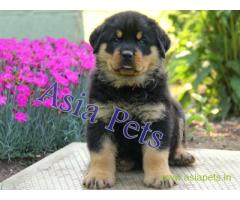 Rottweiler puppy  for sale in Lucknow Best Price