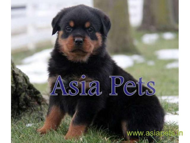 Rottweiler puppy  for sale in rajkot best price