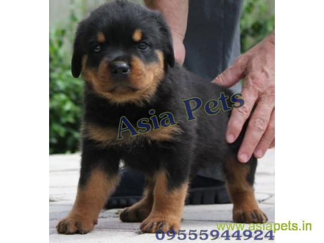 Rottweiler puppy  for sale in secunderabad Best Price
